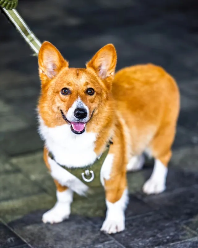 night markets in hong kong are not only full of food but also surprises- like a vendor using a cute corgi to try and rope you into eating with them