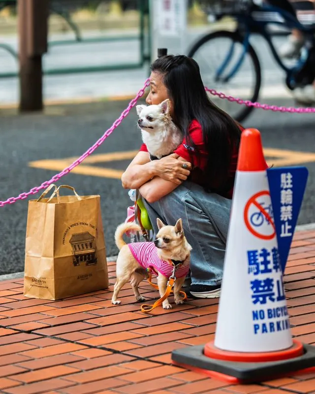 chihuahuas in azubujuban watching as locals peruse the fresh produce at the open-air market across the street