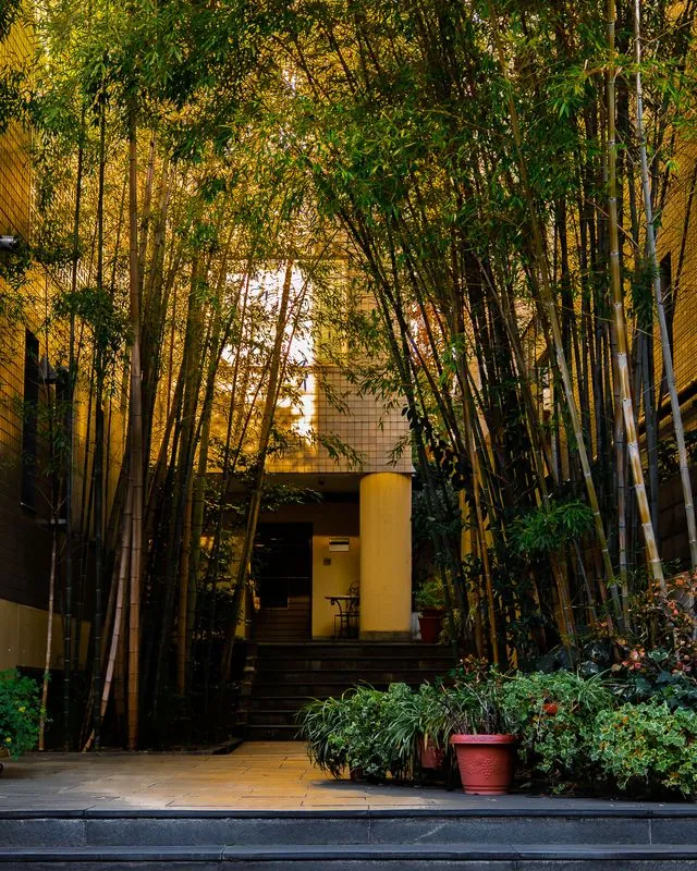 bamboo fills a courtyard between ochre walls, the late sun catching the leaves