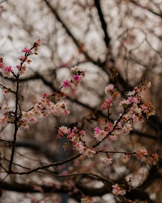 sparse pink blossoms against a soft grey blur