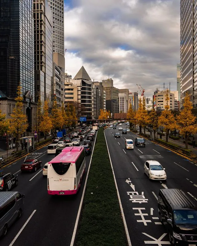 golden ginkgo lines the boulevard while the pink coach bus queues into the grey afternoon
