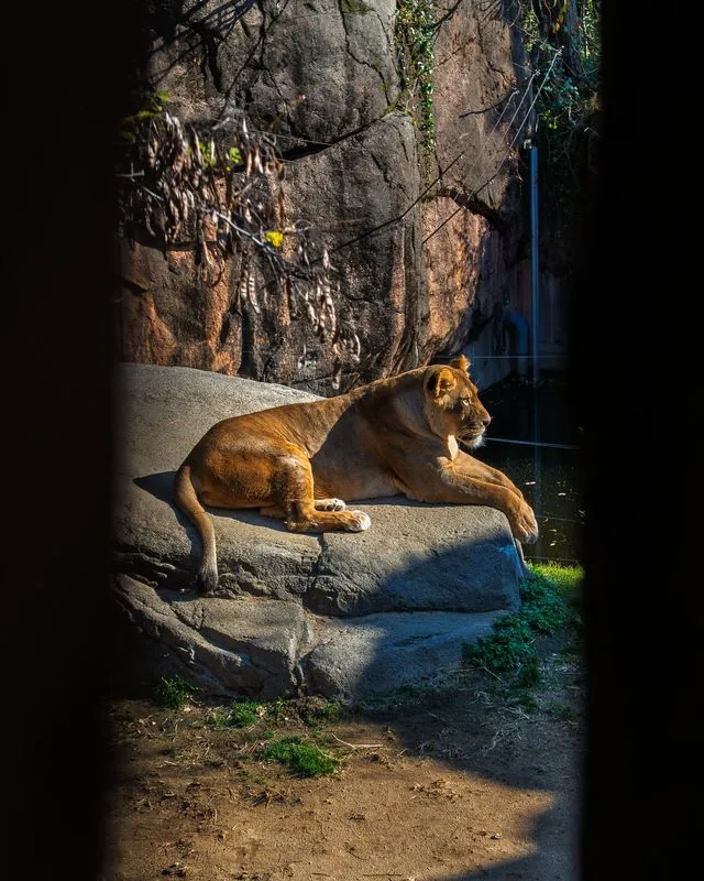 the lioness suns herself on a rock, framed by the gap in the wall