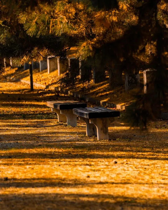 waiting where the pines lean in
