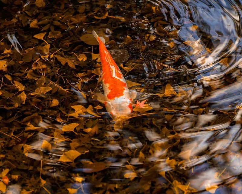 a lone koi swimming over a bed of fallen leaves